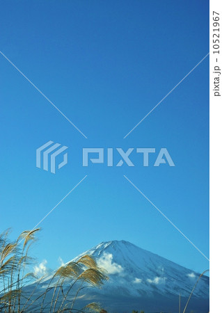 日本の自然風景・枯れススキ前景に冠雪富士・縦位置 10521967