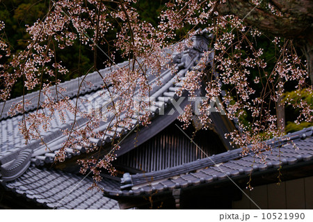 枝垂桜 枝垂桜 10521990