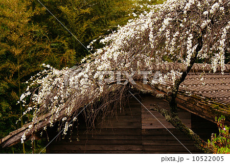枝垂花桃 枝垂花桃 10522005