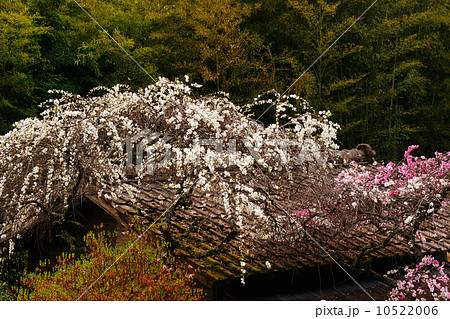 枝垂花桃 10522006