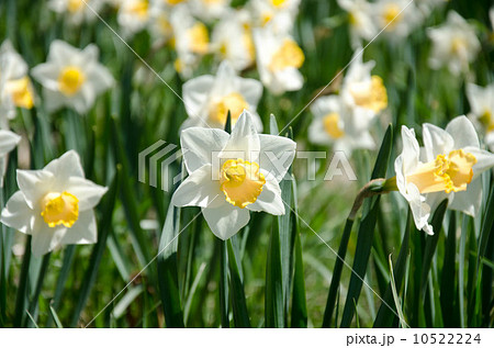 スイセン 水仙 花 春 白 黄 緑 自然 植物 風景の写真素材