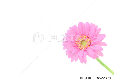 桃色の花ガーベラ 桃色の花ガーベラ 10522374