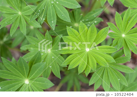 Green Leaf Background Green Leaf Background 10522404