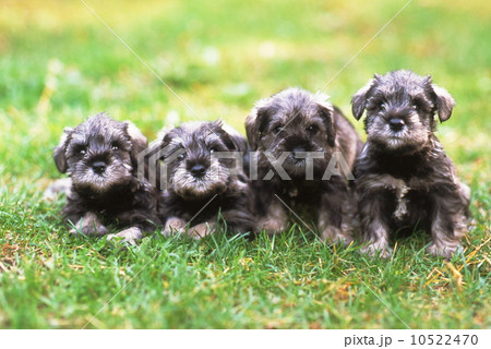 かわいい子犬とシーズーの子犬 かわいい子犬とシーズーの子犬 10522470