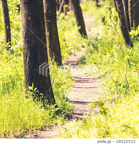 Forest Forest 10522515