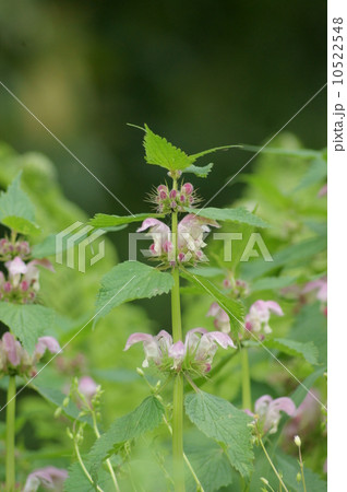 オドリコソウ オドリコソウ 10522548