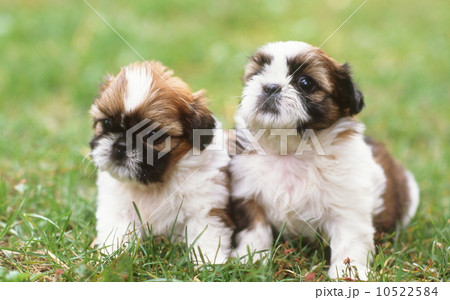 かわいい子犬 10522584
