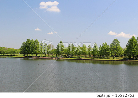 初夏の水元公園 10522752