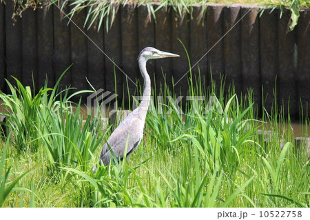 水元公園のアオサギ 10522758