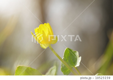 small yellow flower blossom on meadow small yellow flower blossom on meadow 10523159