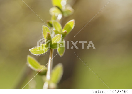 willow first leaves close up willow first leaves close up 10523160