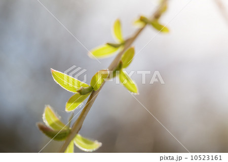 willow first leaves close up willow first leaves close up 10523161