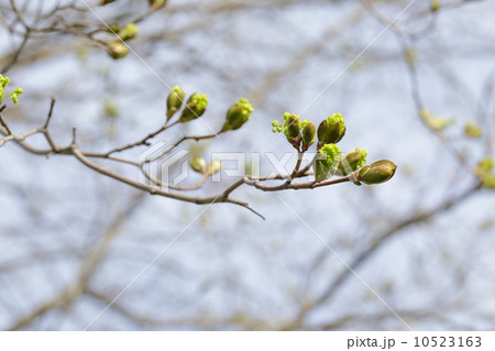 first maple tree buds first maple tree buds 10523163