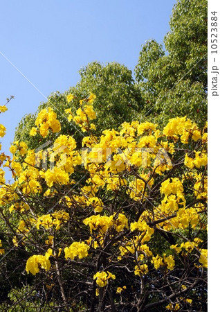 コガネノウゼンの花 10523884