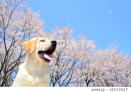 満開だね♪ 10523927