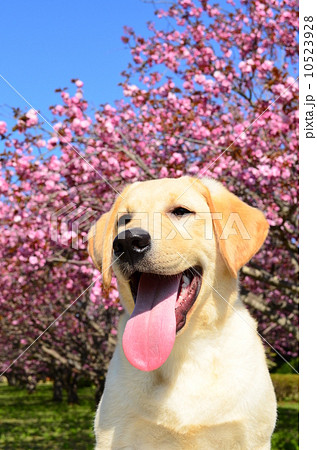 満開だね♪ 10523928