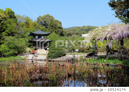 京都　勧修寺　氷池園 10524174