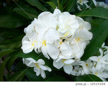 White frangipani flower White frangipani flower 10524309
