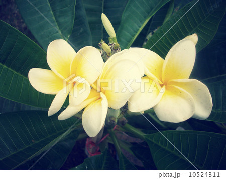 White frangipani flower 10524311
