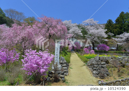 桜満開　 10524390