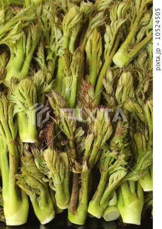 タラの芽 10524505