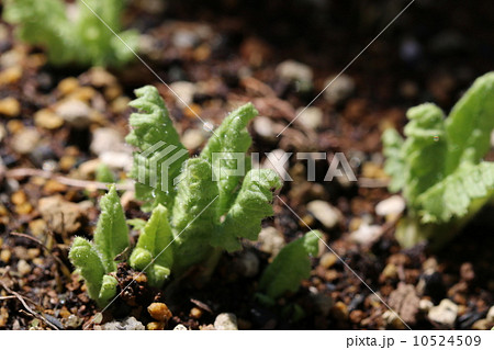 芽を出したさくらそう 10524509