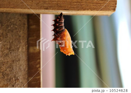 ツマグロヒョウモン 10524628