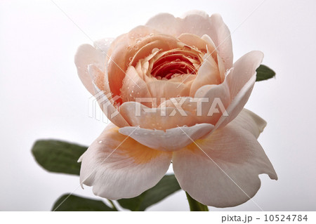 バラ、薔薇、花、クイーン　オブ　スエイデン 10524784