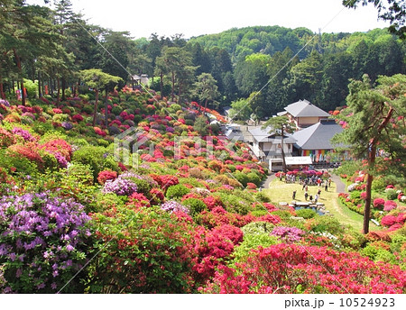 青梅市 塩船観音 ツツジまつりの写真素材