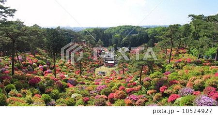青梅市　塩船観音　ツツジまつり 10524927