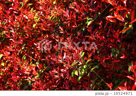 カナメモチの新葉 カナメモチの新葉 10524971