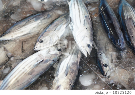 カツオの水揚げ 10525120