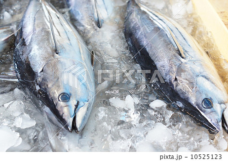 カツオの水揚げ 10525123