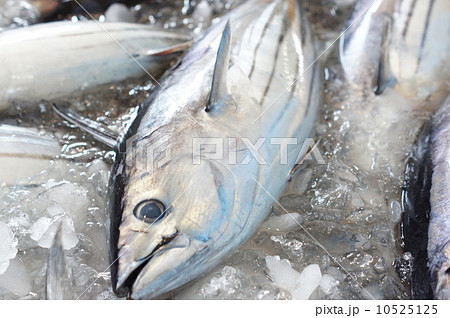 カツオの水揚げ 10525125