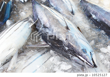 カツオの水揚げ 10525127