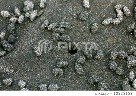 コメツキガニの巣穴と砂団子。 コメツキガニの巣穴と砂団子。 10525158