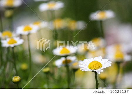 クリサンセマム　ノースポールの花 10525187