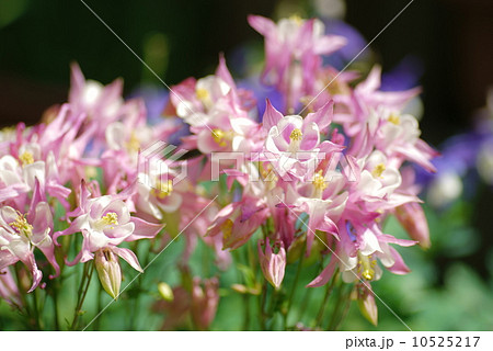 西洋オダマキ 10525217