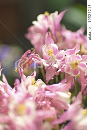 西洋オダマキ 10525218