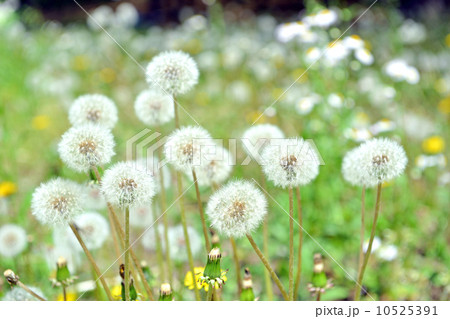 タンポポの綿毛　植物　 10525391