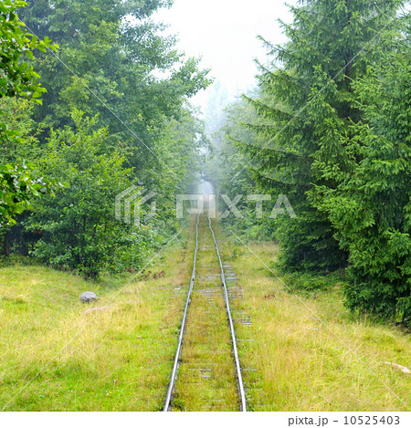 narrow-gauge railway in the forest 10525403
