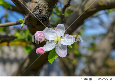 Blossoming branch of a apple tree 10525518