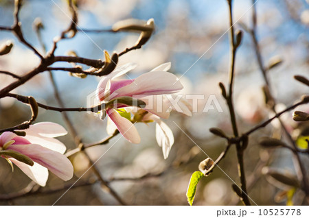 Magnolia white  flowers 10525778