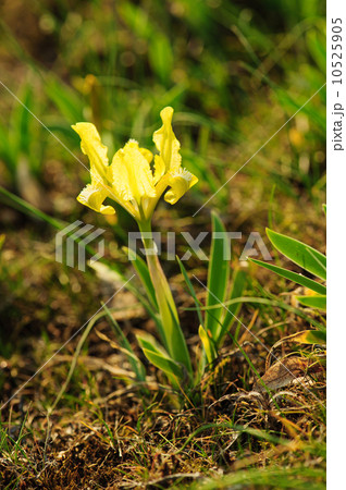 Iris flower in nature Iris flower in nature 10525905
