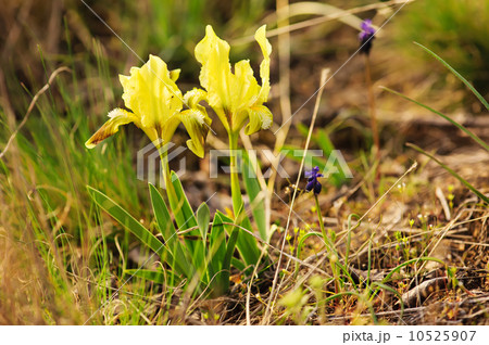 Iris flower in nature 10525907