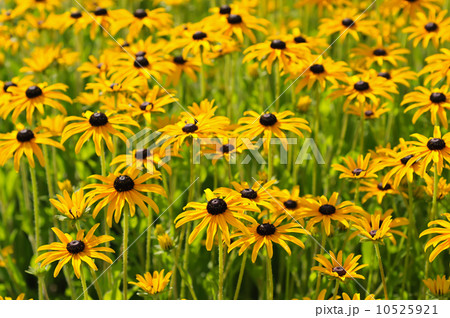 Rudbekia flowers Rudbekia flowers 10525921