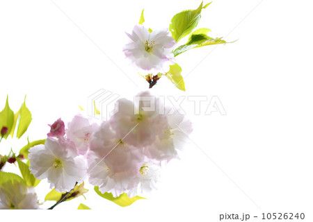 松月 10526240