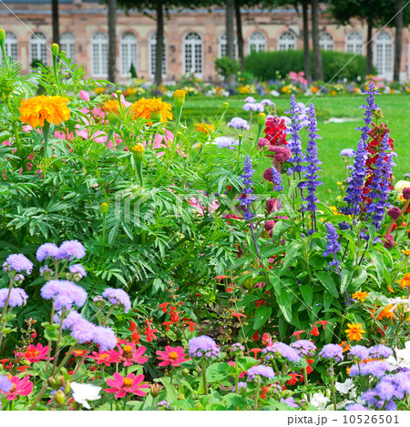 Blossoming flowerbeds in the park Blossoming flowerbeds in the park 10526501