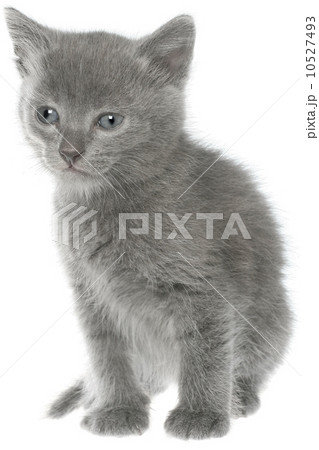 Small gray shorthair kitten sitting isolated 10527493