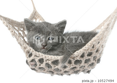 Cute gray kitten lying in hammock 10527494